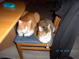 Februar 2010 077.jpg